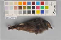 藏品(鉛色水鶇)的圖片